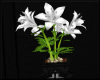 White Flowers/Black Pot
