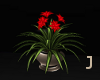 J* Potted Red Lilly