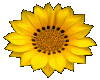 beautiful sunflower...