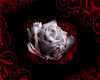 *K* Coffin Rose blood