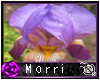 +Mor+ Iris Picture