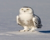 Snowy Owl Tailfeathers