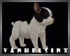 (VH)French Bulldog /Pets