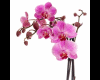 nice flower