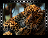 🐆 Leopard Sleeping BG