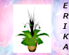 wed01 plant