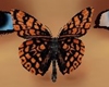 orange nose butterfly