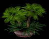 {DS}Potted Palms