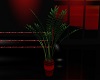 Red Dragin Plant 1