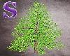 Green Spruce 2