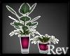 {ARU} Rosado Plant Set
