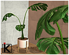 |K 🌊 Tropical Plant
