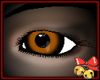 Red Fox Eye (F)