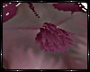 BK: Blush Bunny Chest