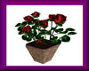Flower*Roses Pot* red