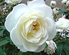 Rosa Blanca para novia