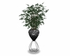 Tall potted plant 2