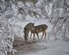 winter deer backround