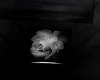 white rose lil love