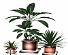 Pink Pots Plant Trio