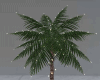 Tiny Palm lights
