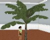 bios~Sm-Banana tree