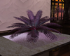 Purple Night club -plant