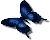 blue butterfly (R)