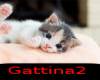 Gattina2