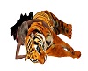 Cuddle Tiger