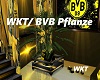 WKT/ BVB Pflanze