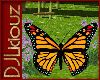DJL-Butterfly Orange