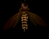 Adam's Bee Wings
