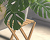 [Plant]