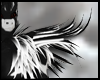 Dark Zebra Wing (L) M/F