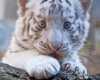 MJs Baby white tiger