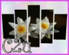 C2u White Water Lily Pic