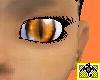Orange Cat Eyes