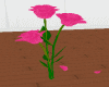 Deep Pink Roses Animated