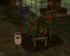 Animated Tomato Picking