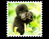 *B Wildlife Gorilla Baby