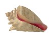 (Sn)Conch Shell