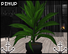 ⚓ | Baroque Plant II