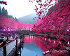 |LDD| Pink Sakura wall