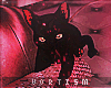░ Witch Cat﹗
