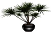 Yucca plant black vase