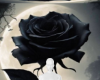 Black rose moon backgrou