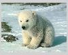 Young Polar bear
