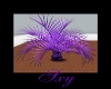 {Sxy}Purple Goddess Fern