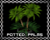 Potted Palm Trees